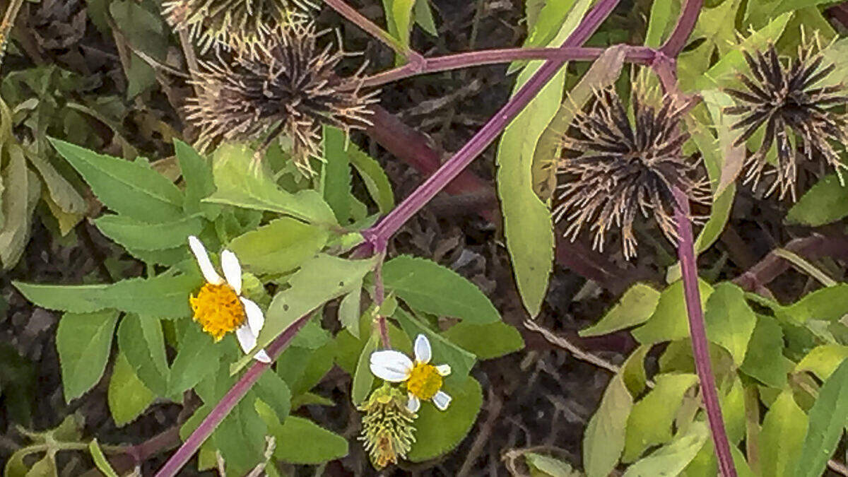 Beggar-ticks produce flowers and sticky burs throughout fall and winter.