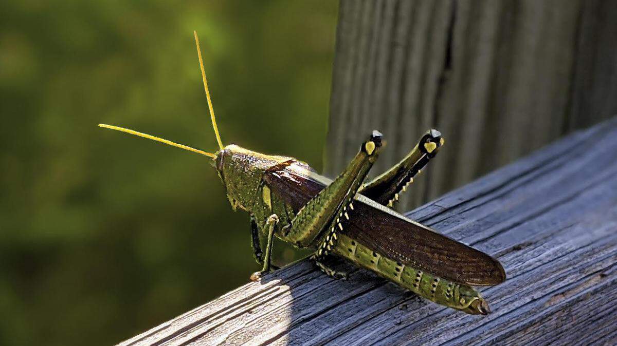 Green and brown body coloration helps camouflage this bird grasshopper, protecting it from predators.
