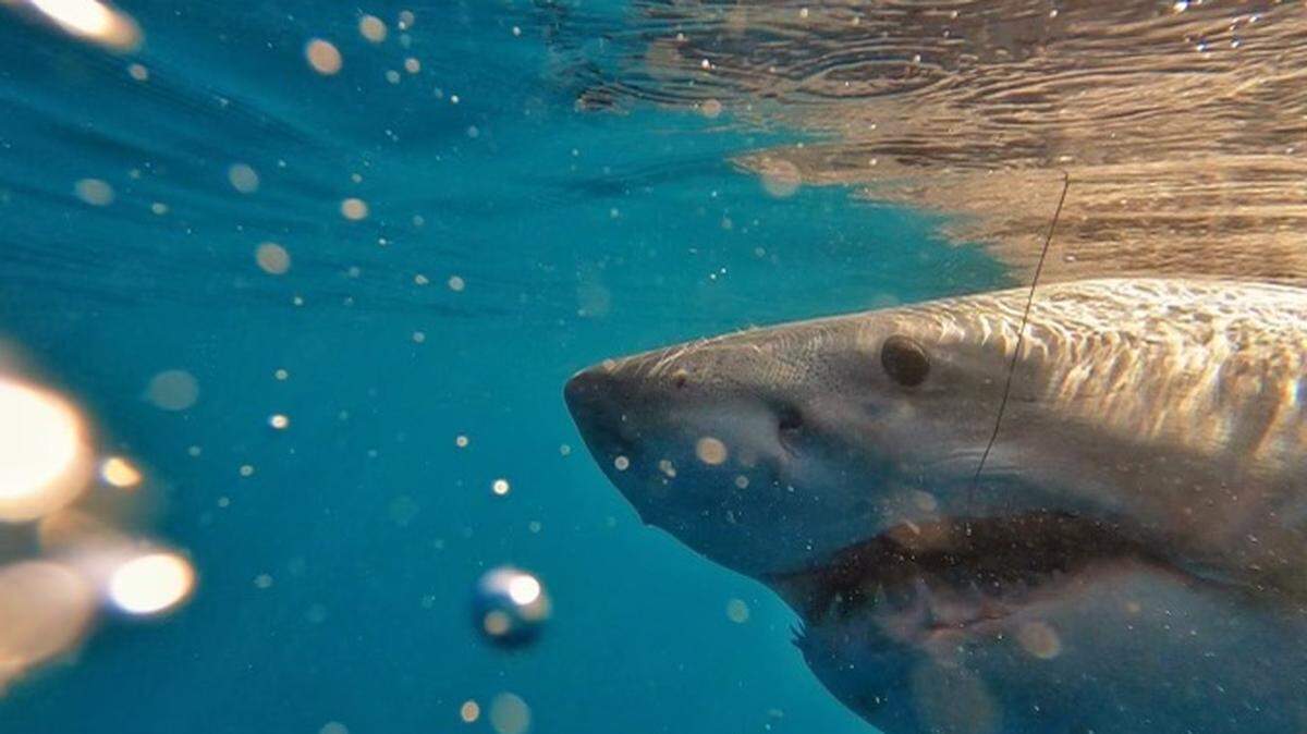 This female great white shark was tagged off the coast of Hilton Head on Thursday, Feb. 10, 2022.