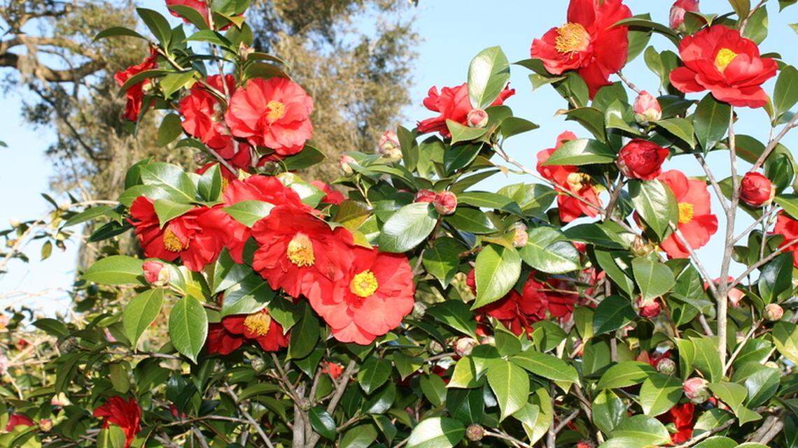 Beaufort man's hospitality is as beautiful as his camellia garden