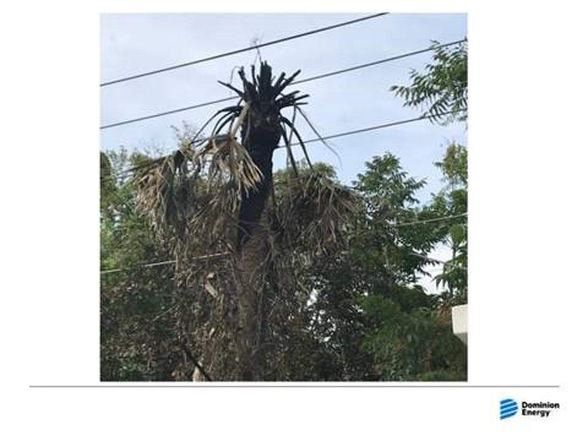 A photo example of a palm tree provided by Dominion Energy.