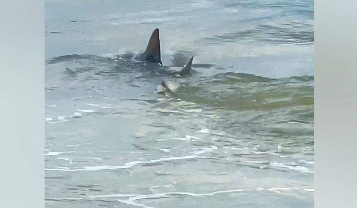 In this screen capture, Jill Horner a recent transplant from Buffalo, N.Y., captured video of a shark swimming off Hilton Head Island on Sept. 4, 2022, Labor Day weekend.