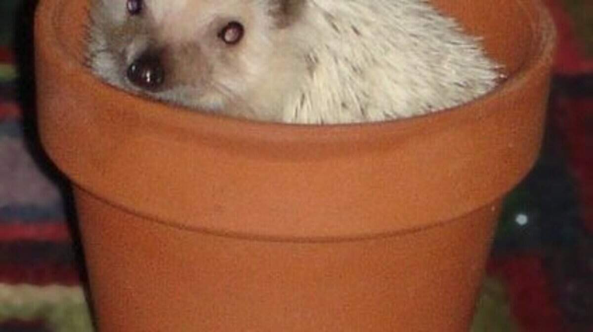 A domesticated hedgehog, also called an African pygmy hedgehog.