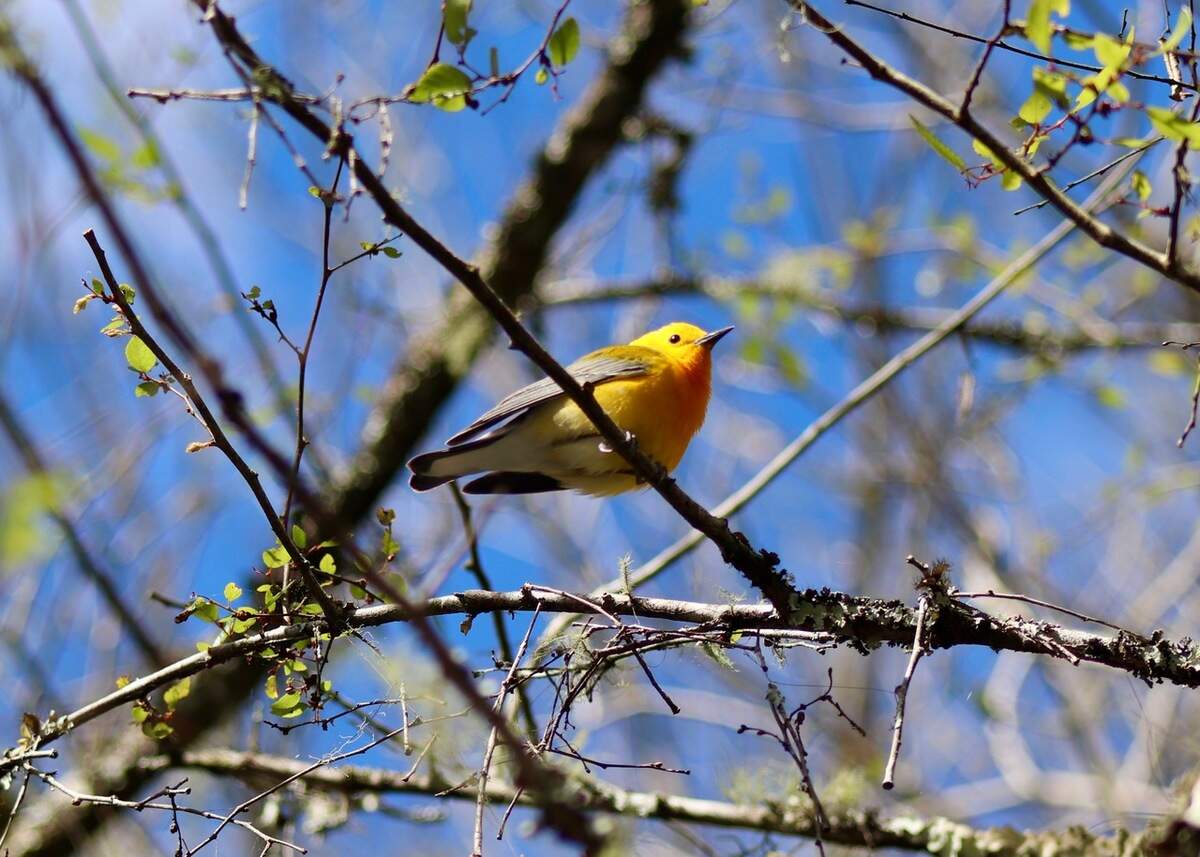 The prothonotary warbler is a noisy, playful and often elusive songbird of the southern wilds that will dazzle you with a split second photo op and then scoot off to another perch.