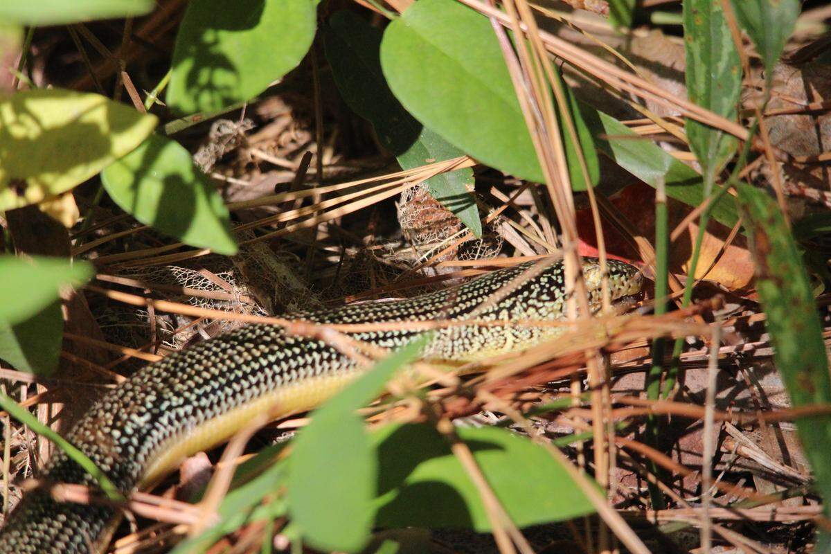 The Eastern glass lizard is one of three legless lizards that can be found in North Carolina.