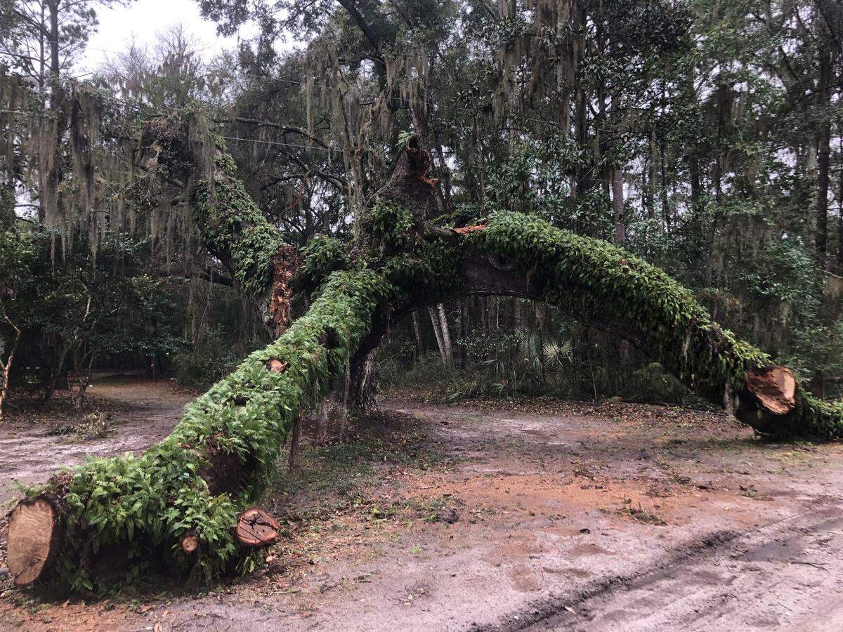A photograph of the “Secession Oak” in Bluffton’s Stock Farm neighborhood on Feb. 12, 2021. The Large oak tree fell during a storm in early February.