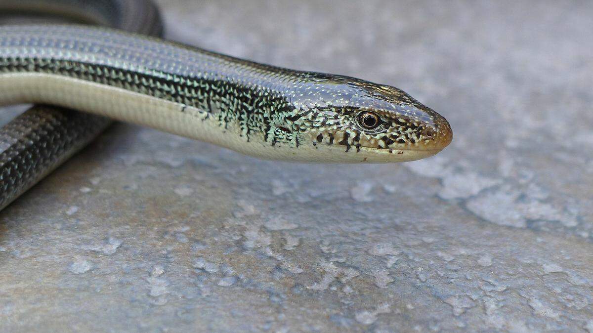 The eastern glass lizard is often mistaken for a snake.