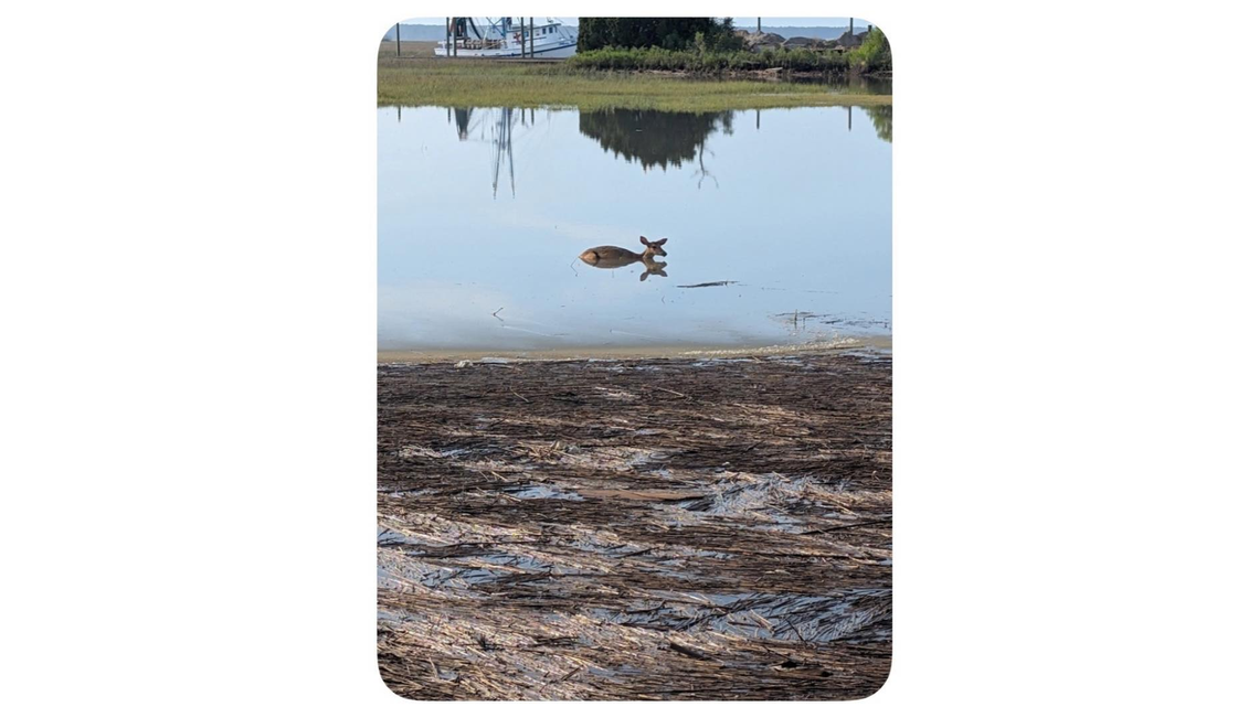 Deer stuck in marsh on St. Helena aided by unlikely hero. Story has sad ending