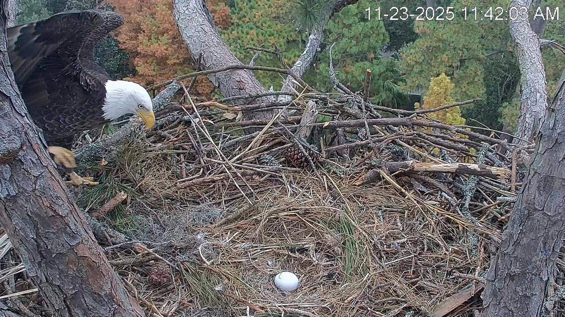 Hilton Head’s popular pair of eagles welcomes first egg of the season
