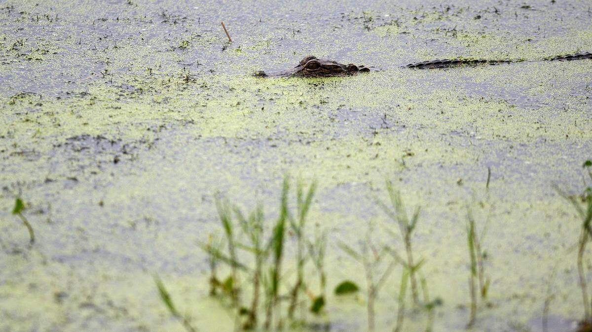 A juvenile alligator floats in the water near the bank of the lake at Jarvis Creek Park on Dec. 29, 2015, on Hilton Head Island.
