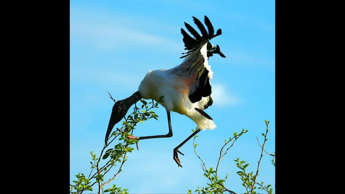 A wood stork makes a landing at Cypress Wetlands in Port Royal.
