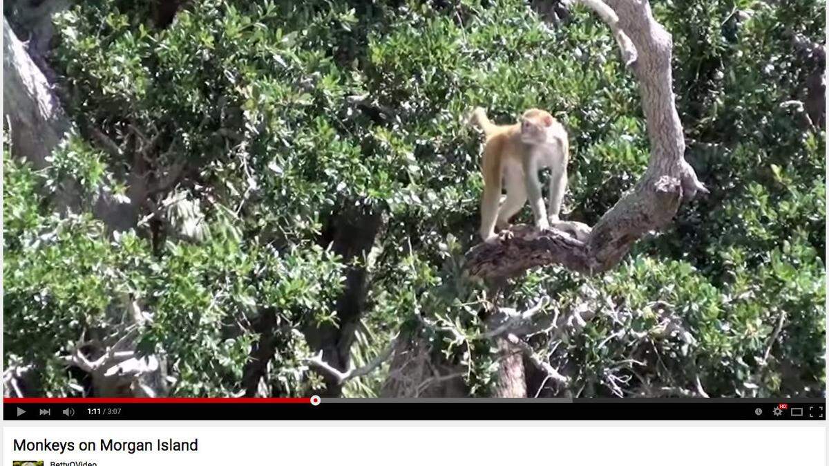 This still image from a YouTube video shows a rhesus monkey on Morgan Island.