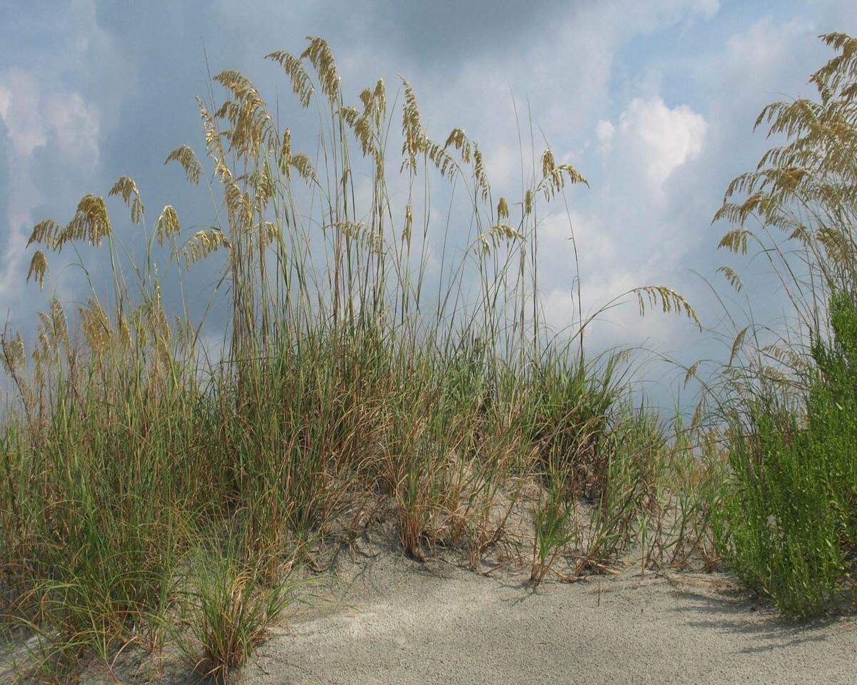 The work of artist Margery Boyle will be featured in "Gatherings," opening at the Beaufort Art Association's gallery in Beaufort.