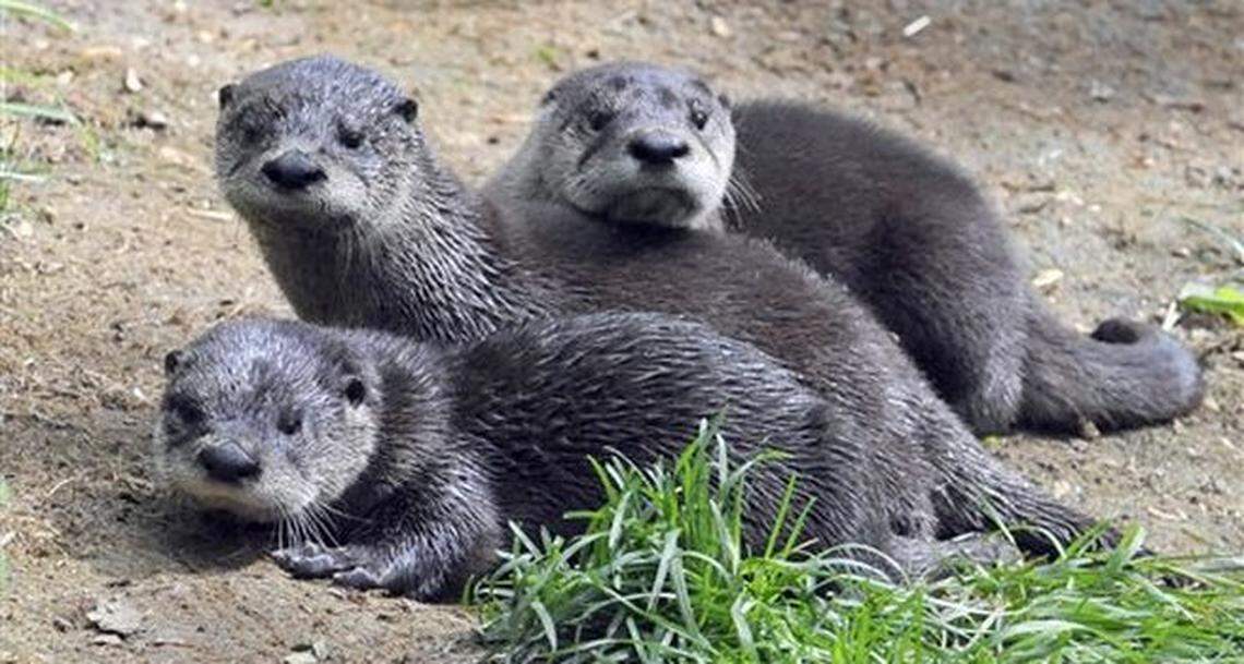 Otter Pups
