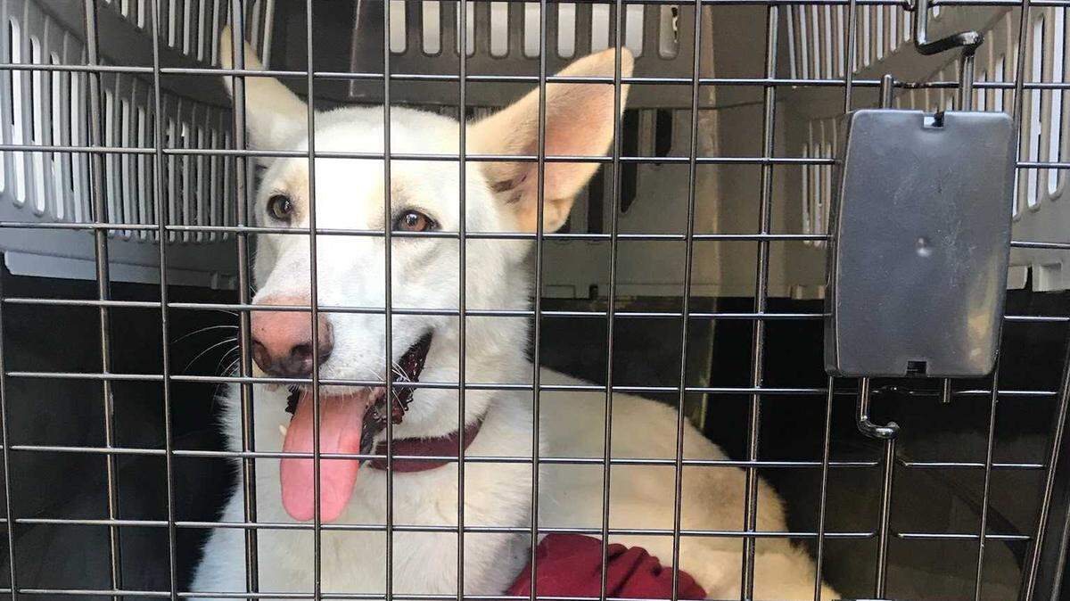 Bruno, a runaway white German shepherd, was captured in Leamington on Hilton Head Island on June 17, 2021.