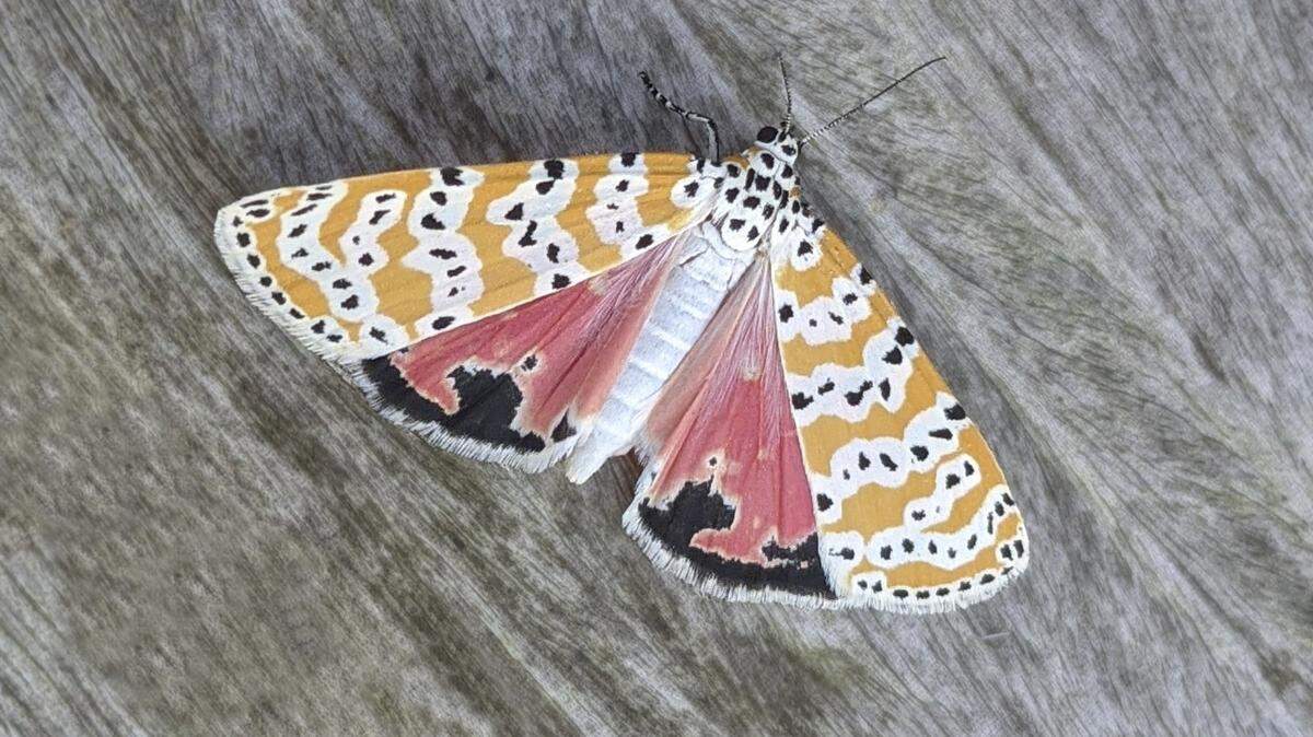 The ornate bella moth is a small, little-noticed moth whose wings are packed with color.
