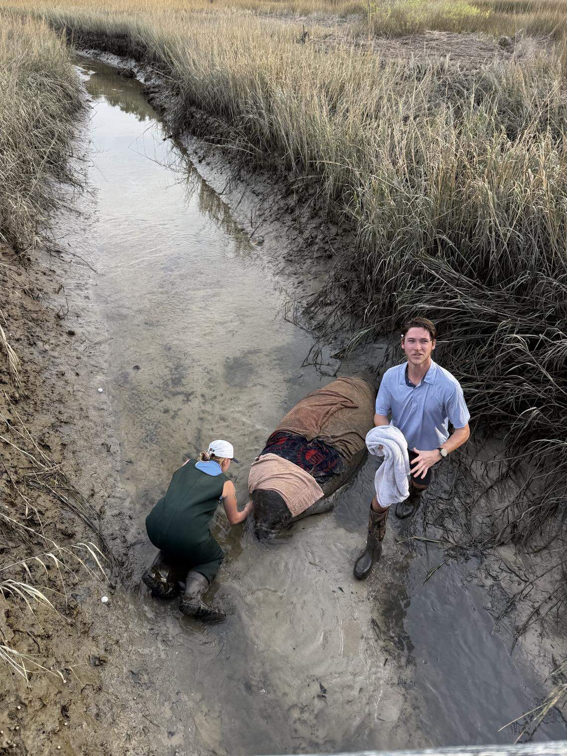 Staff and community members stepped in to keep the manatee stable when it was stranded at Hole 9 at Crescent Pointe Golf Club.