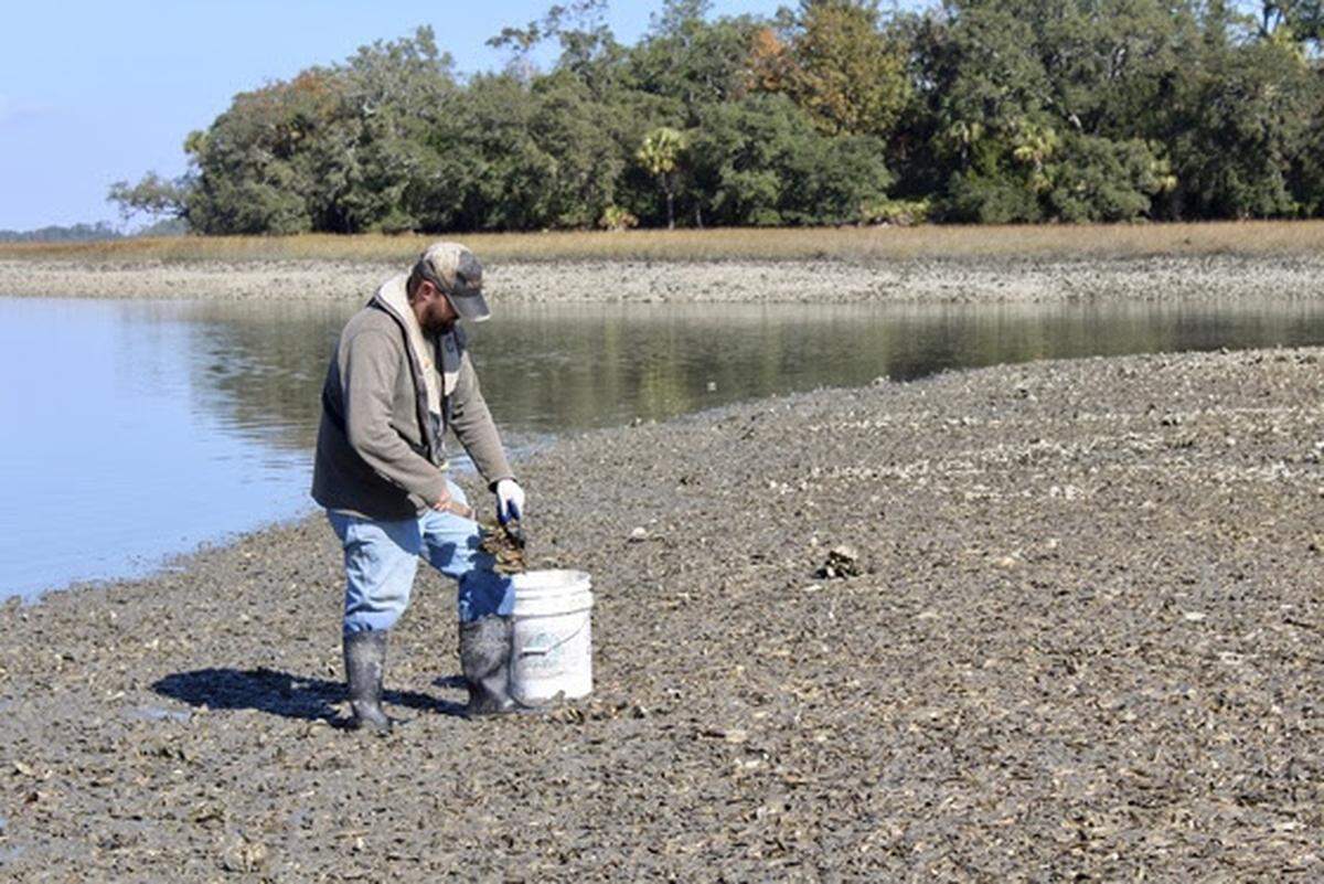 South Carolina Department of Natural Resources biologist Lee Taylor culls a cluster of oysters in place, breaking off the smaller oysters in the cluster so they have a chance to grow.