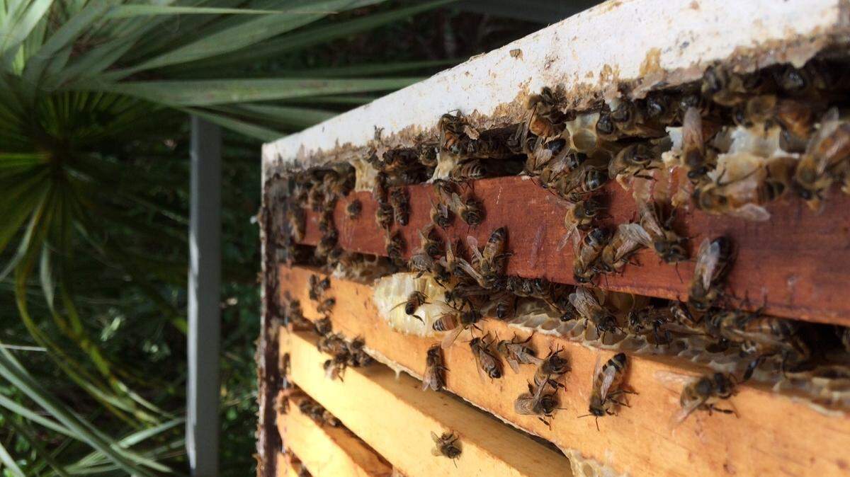 David Arnal, president of the Beaufort/Jasper Beekeepers Association, took this detailed photo of the 60,000 to 80,000 bees inside the largest colony at the Coastal Discovery Museum on Hilton Head Island, on June 5, 2015.