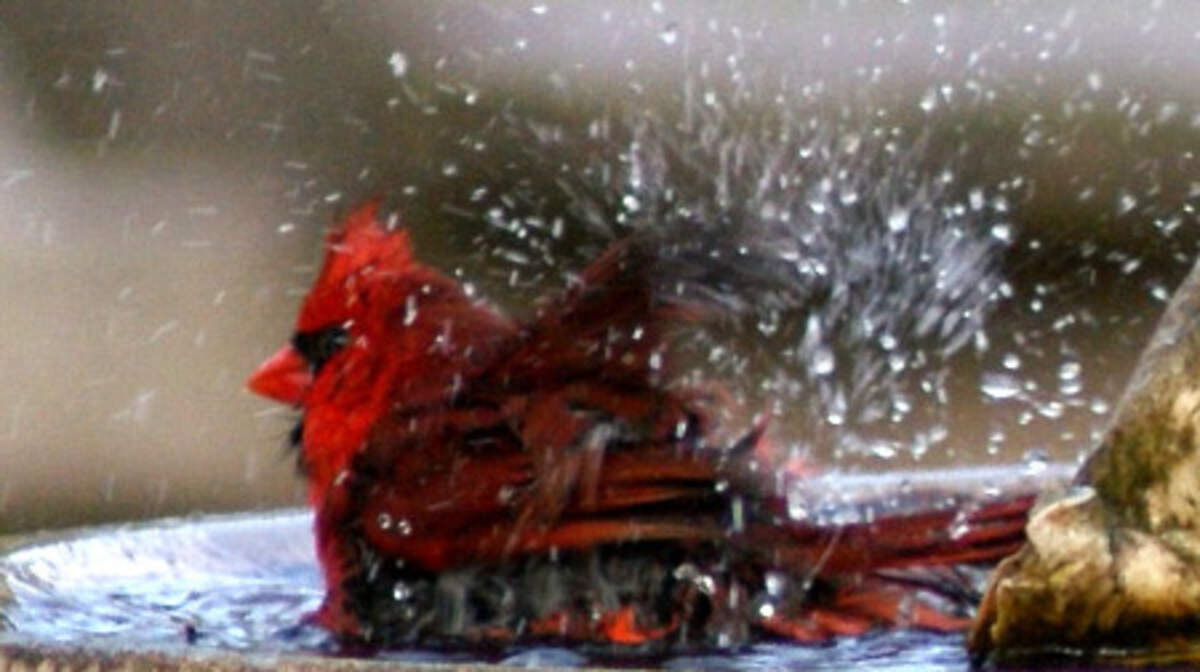 This large Northern Cardinal gets the water splashing while really enjoying his cool bath.