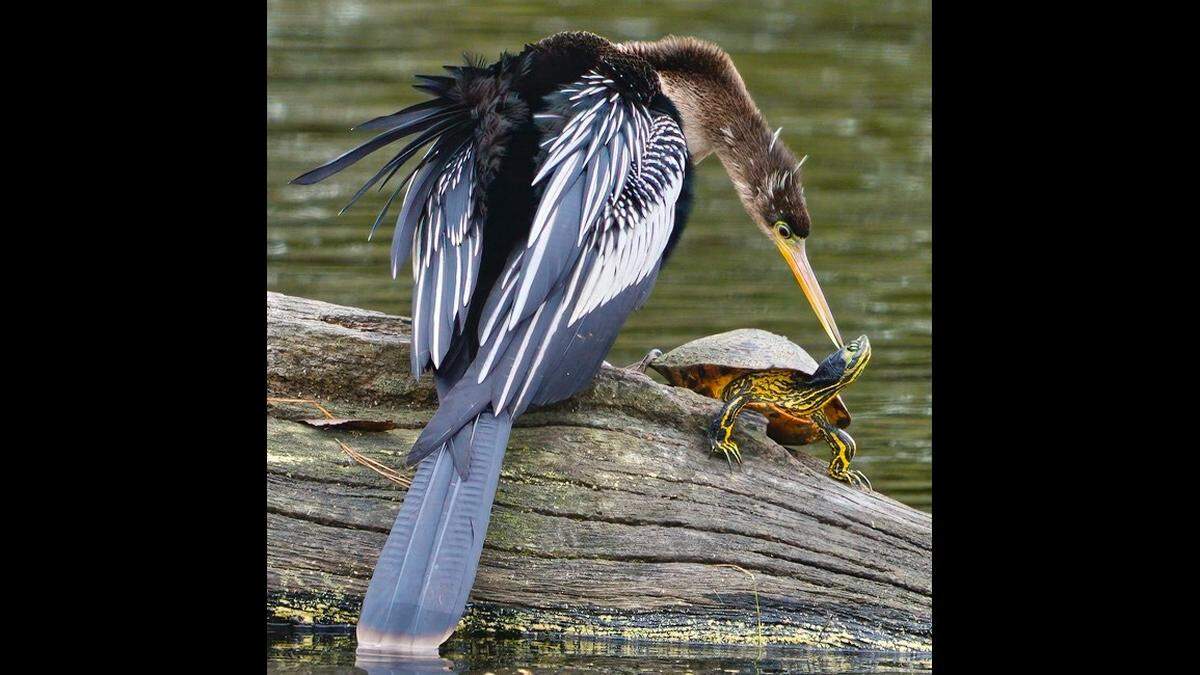 John Keating of Bluffton shared this photo of an anhinga and a turtle.&nbsp;