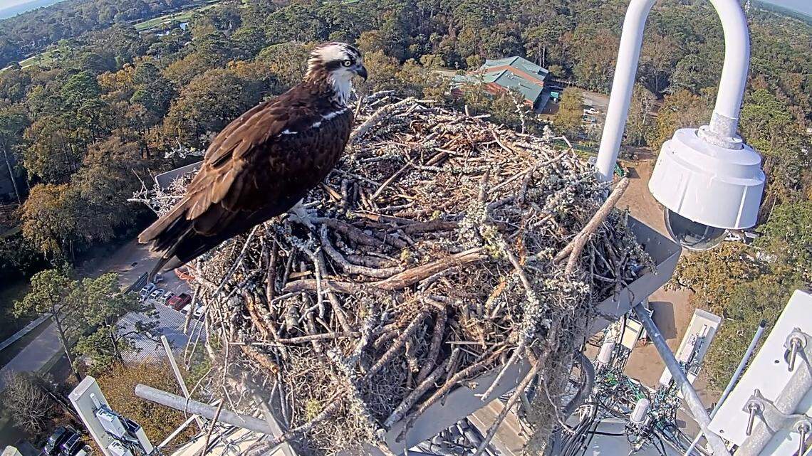 This screenshot of the Palmetto Dunes Osprey Cam depicts Oprah alone in the nest, waiting for Oscar to return with fish.