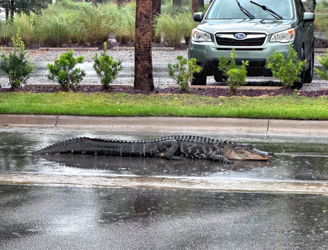 The eight or nine-foot gator sat alongside Nassau Street near Celebration Park as Tropical Storm Debby made its debut on Hilton Head Monday morning.