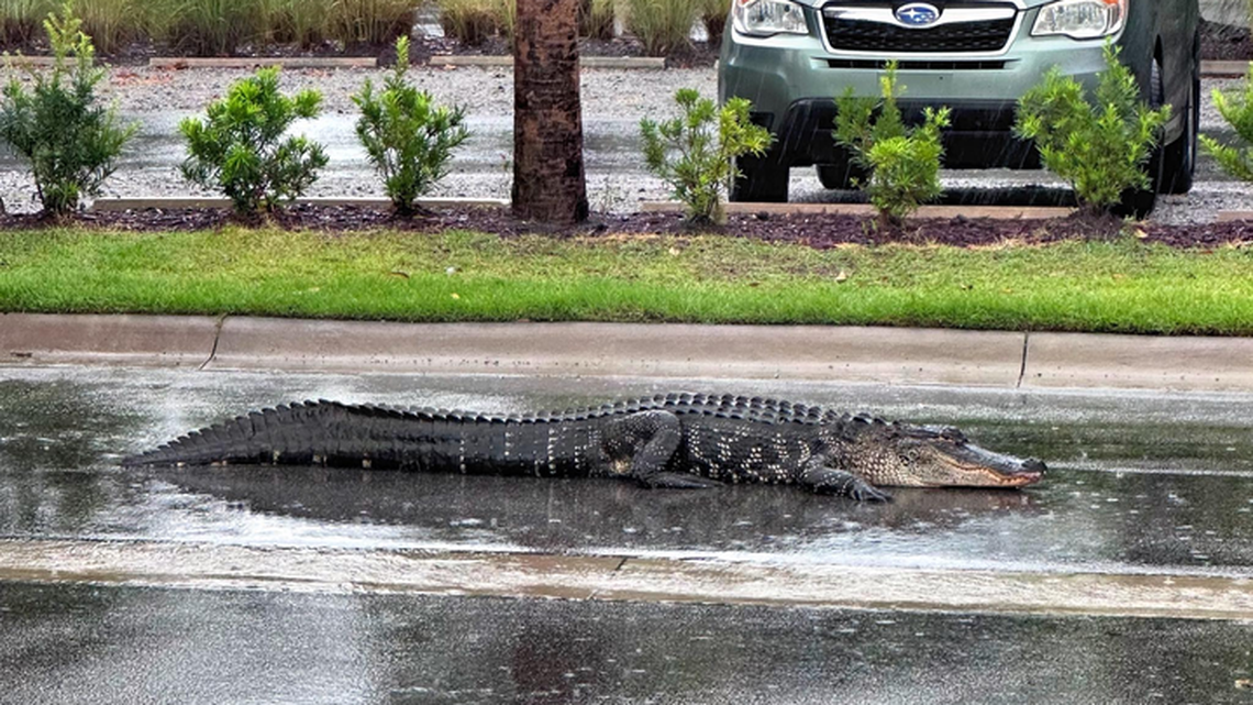 9-foot gator spotted on Hilton Head street in tropical storm rains. Should it be named Debby?
