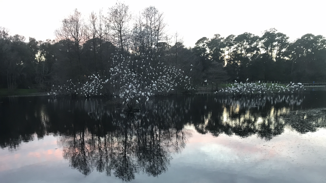 After last year’s drain, Cypress Wetlands are looking much better. Here’s the latest