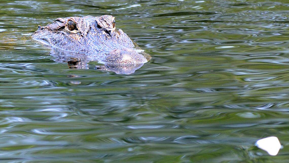 An alligator approaches a marshmallow thrown into the water as a lure by Critter Management's Joe Maffo on Tuesday in a Shipyard Plantation lagoon.