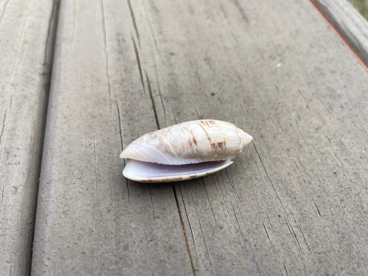 A lettered olive seashell, which is the South Carolina state shell. The shell pictured was found along Hilton Head Island, SC.
