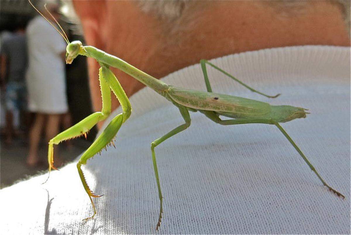  2a photo 1028_ Jamie and Praying Mantis At Dressen Beach.jpeg