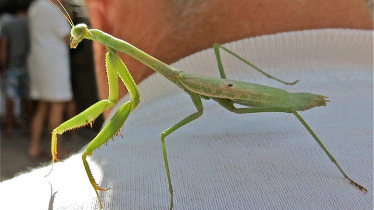  2a photo 1028_ Jamie and Praying Mantis At Dressen Beach.jpeg