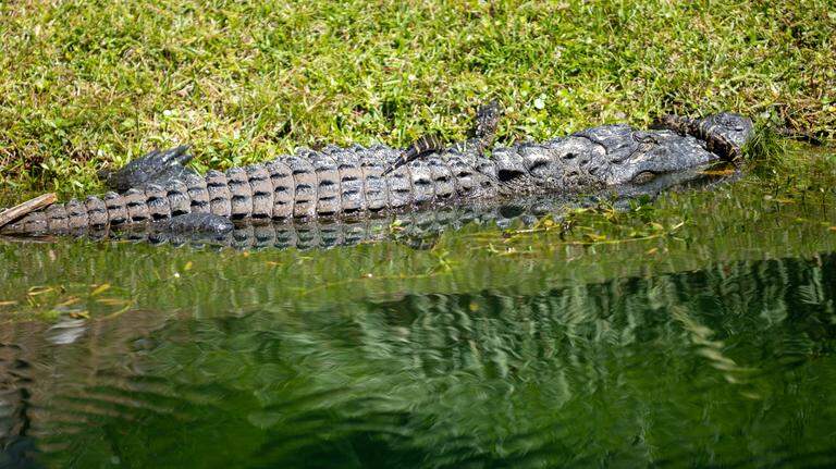 Photos: Sunny skies and gators for 3rd at RBC Heritage