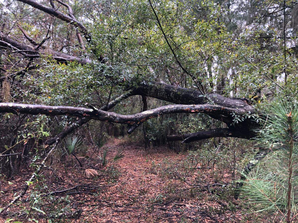 The existing trail through the Ford Shell Ring property on Hilton Head Island off Squire Pope Road.