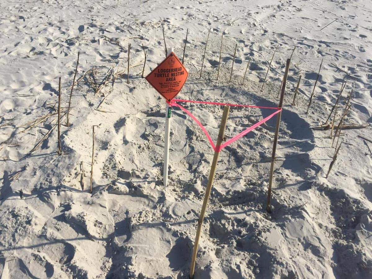 A beachgoer appears to have pointed out a sea turtle nest on Hilton Head Island’s beach using sticks. Wildlife advocates say the best thing to do when you come across a turtle nest, marked or unmarked, is to leave it alone.