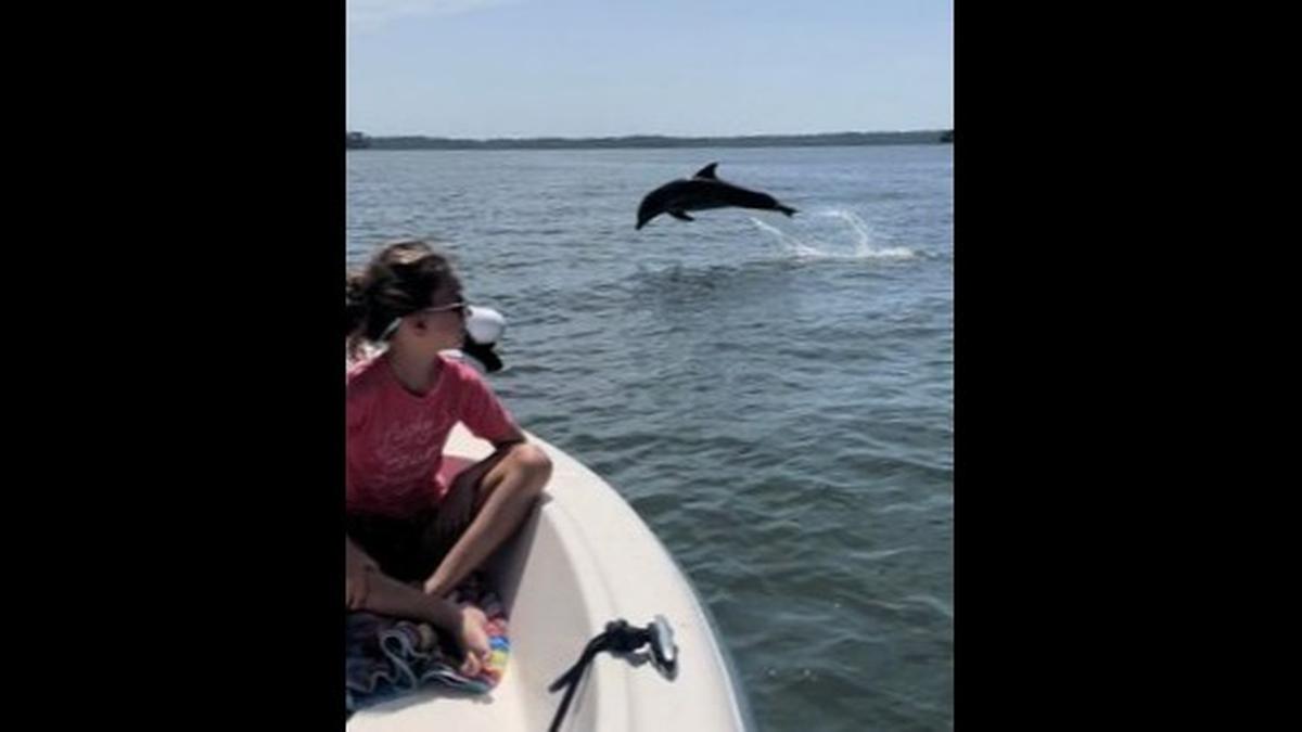 Michael Holt was in the right place at the right time to capture this photo of a dolphin playing in the May River.