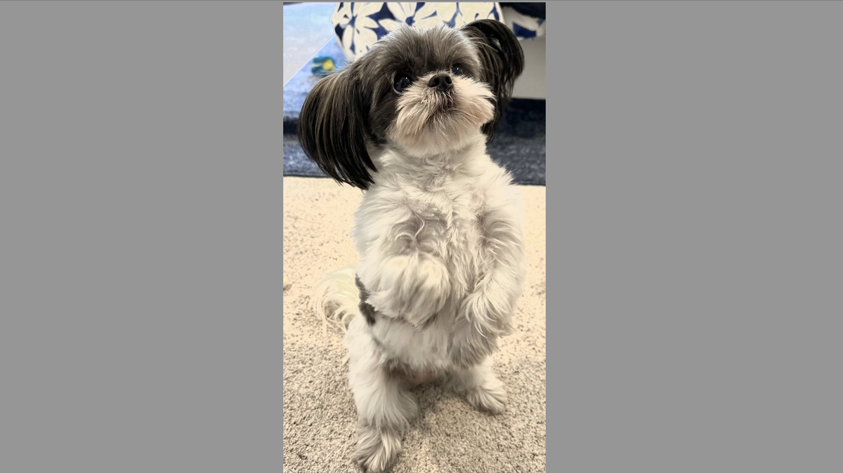 The votes are in. Meet the reader-voted Cutest Dog in Myrtle Beach, Mellie Bea.