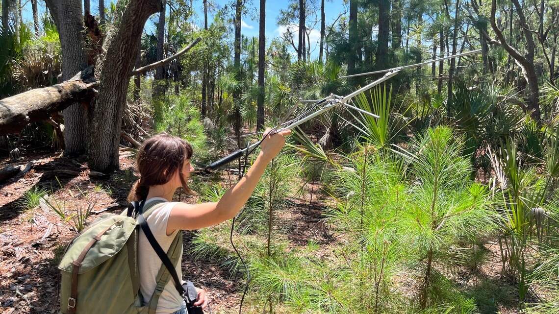 World’s biggest rattlesnakes can swim from Parris Island to Hilton Head