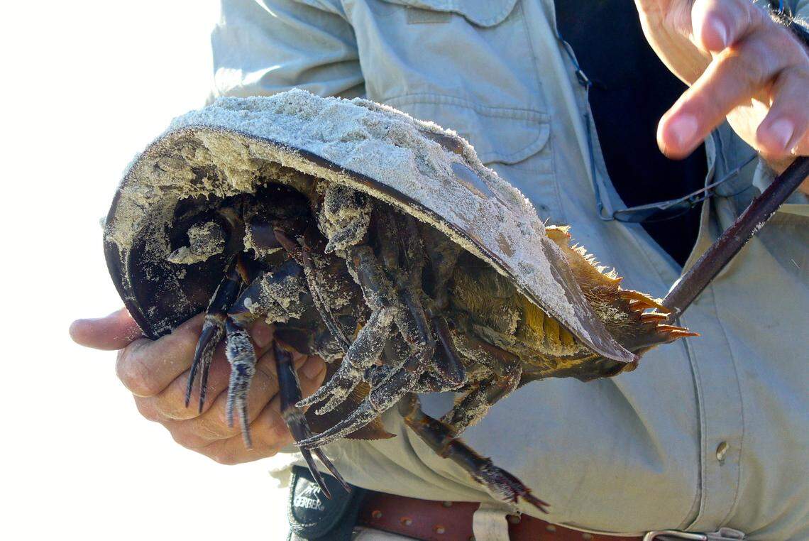 A male horseshoe crab.