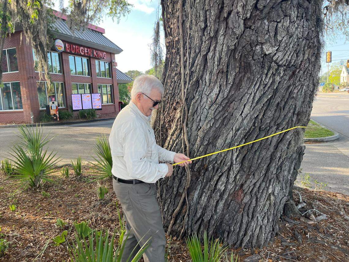 Michael Murphy of Preservation Tree measures a large live oak tree at the Burger King on Ribaut Road in Beaufort.