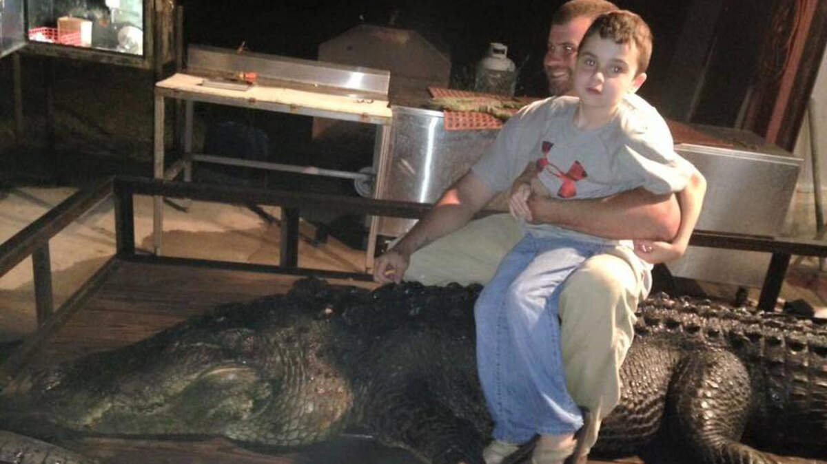 Zack Derrick and his 8-year-old son, Chaz Derrick, sit on top of a 755-pound alligator they caught during a lotter-drawn hunt in Lake Marion.