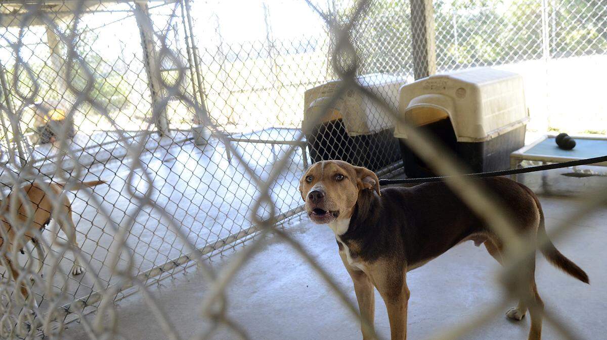 Peyton, 2 years old, is one of the dogs being transported being transported to the Northeast on Oct. 5 by the Hilton Head Humane Association and the Beaufort County Animal Shelter with help from the ASPCA where there is more of a demand for adoptable pets.