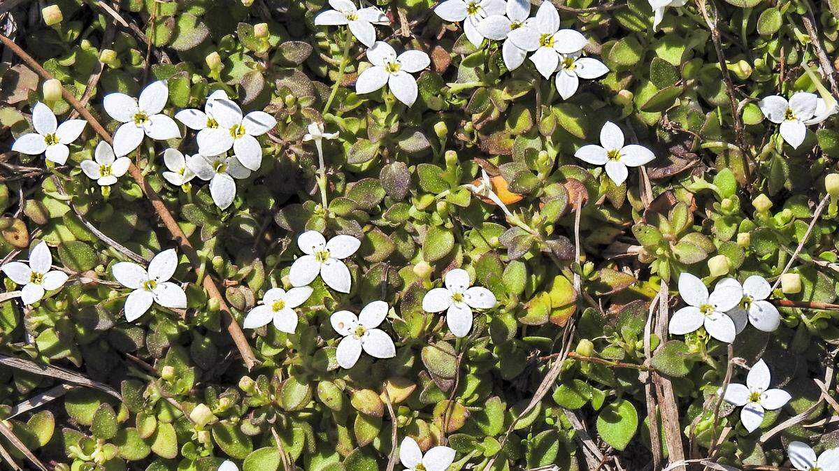 Creeping bluet has small, white flowers with yellow centers.