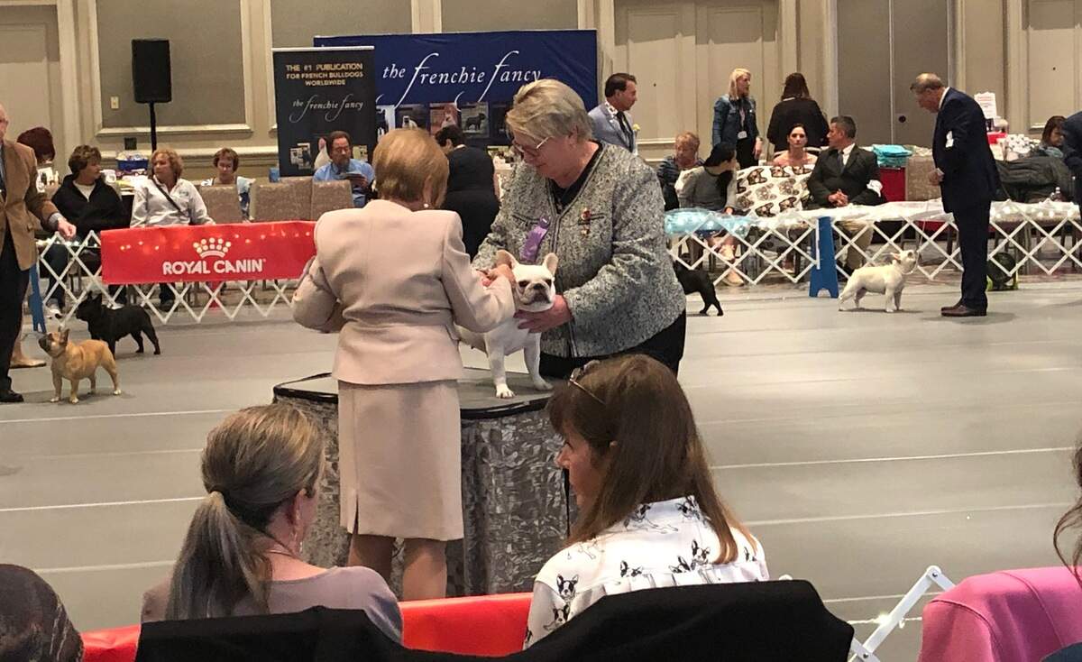 Judge Carole Ash looks over one of the dogs competing in the French Bull Dog Club of America’s National Specialty Tuesday afternoon on Hilton Head Island.