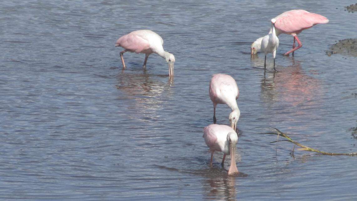 Was it this hot in the SC Lowcountry back in the day? Hot tips for cool times outdoors