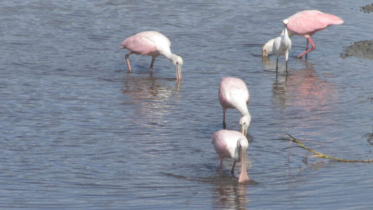 Summer exploring: You might even see roseate spoonbills!