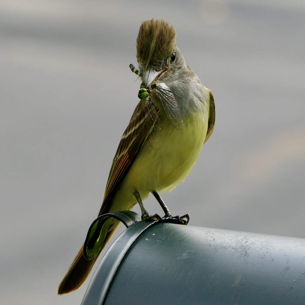 A photograph taken by Tom Schmitz of a Great Crested Flycatcher snacking on a dragonfly.