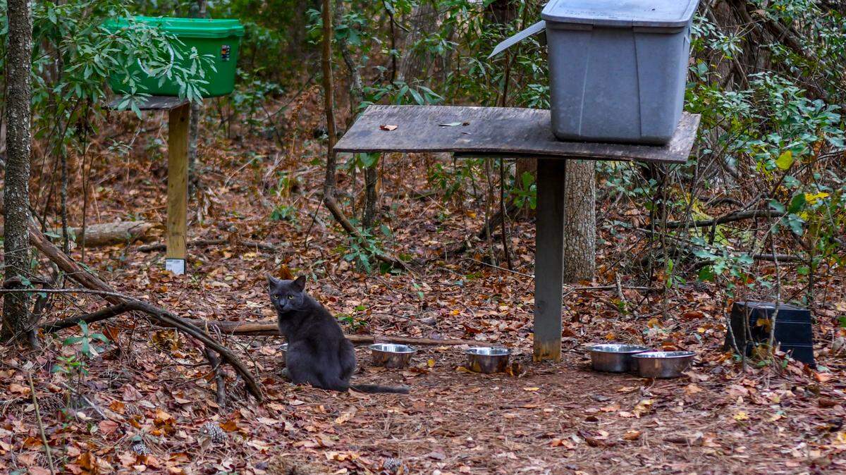 A feral cat eats food on Tuesday, Nov. 26, 2024, near a parking lot at the Hilton Head Island Airport.