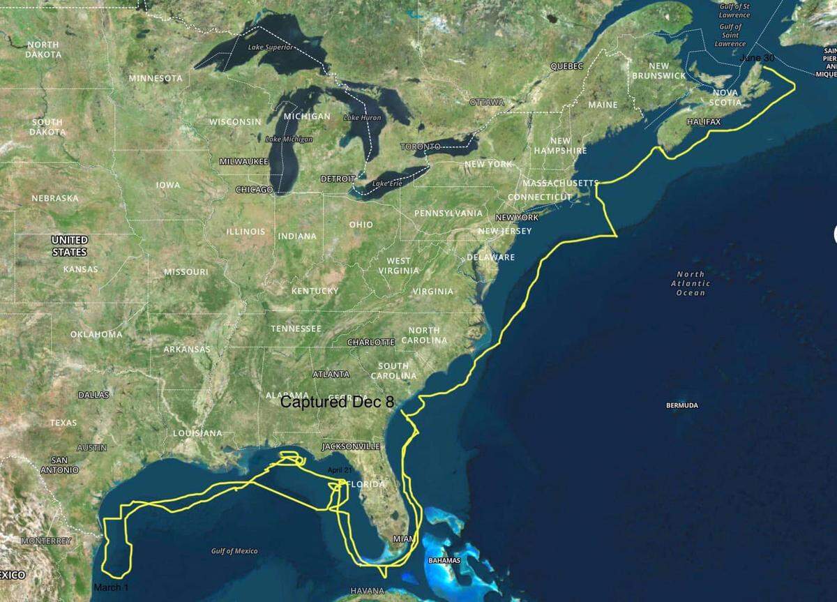 Hilton Head Charter Captain Chip Michalove caught, tagged and released LeeBeth, a great white shark, off the island Dec. 8, 2023. Since then, the public has been able to watch her track that’s covered over 5,200 miles.